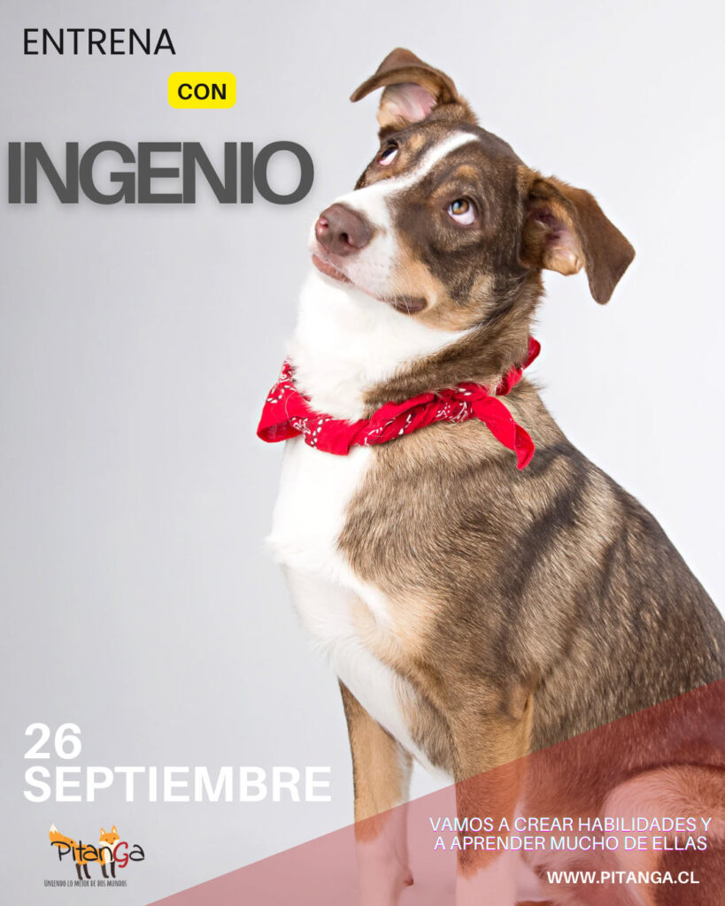 Curso de Entrenamiento de Perros